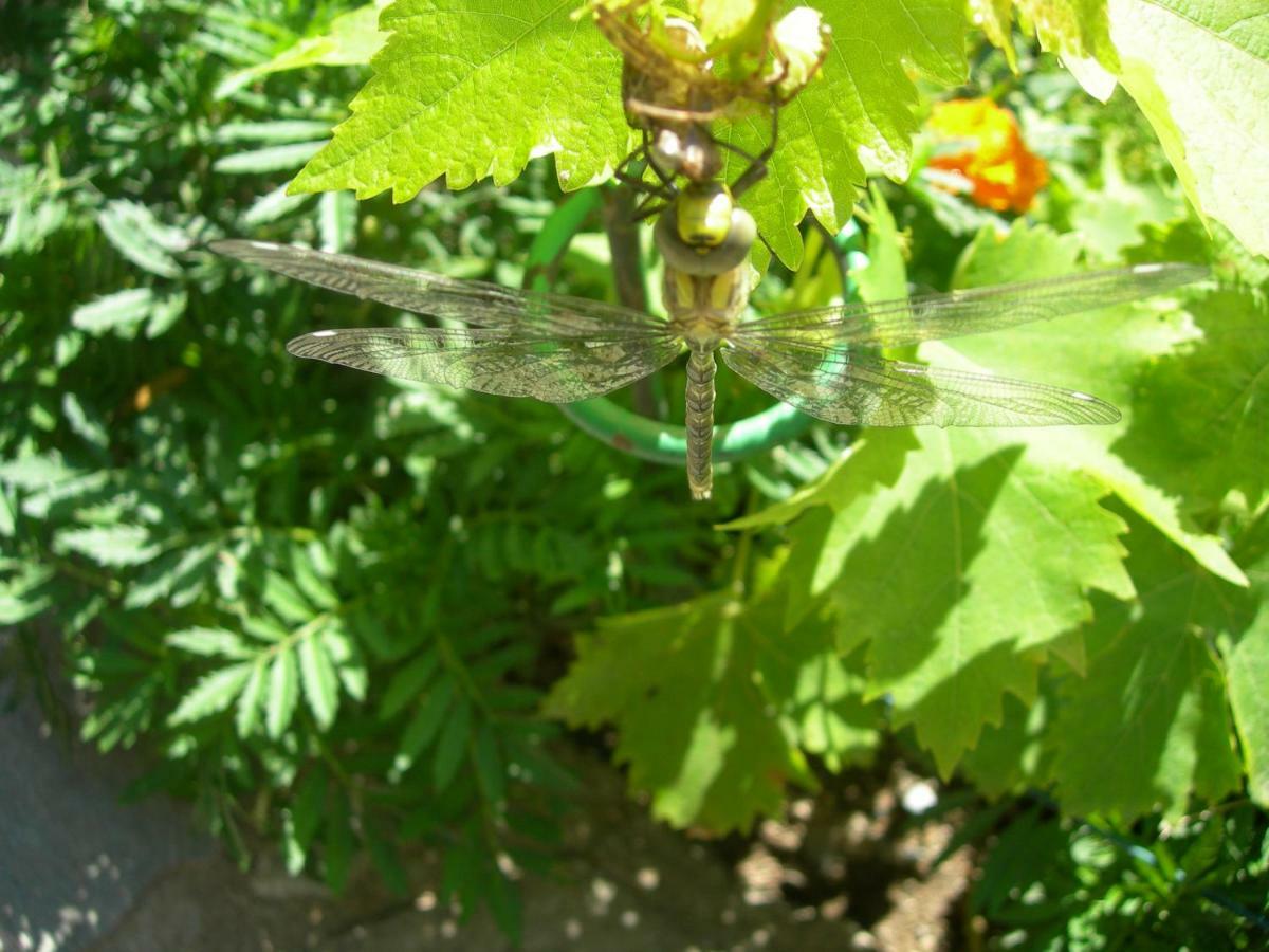 Luzenac Appartement Les Rives De L'Ariege מראה חיצוני תמונה